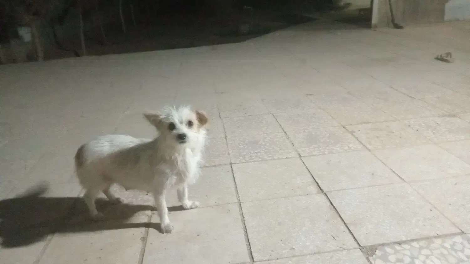 یک قلاده سگ و چهار توله  دو ماه|سگ|آران و بیدگل, |دیوار