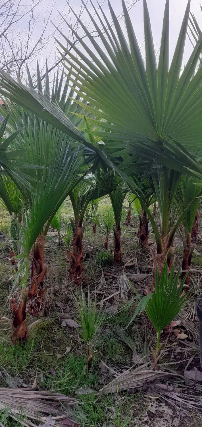 پالم|گل و گیاه طبیعی|رشت, فلسطین|دیوار