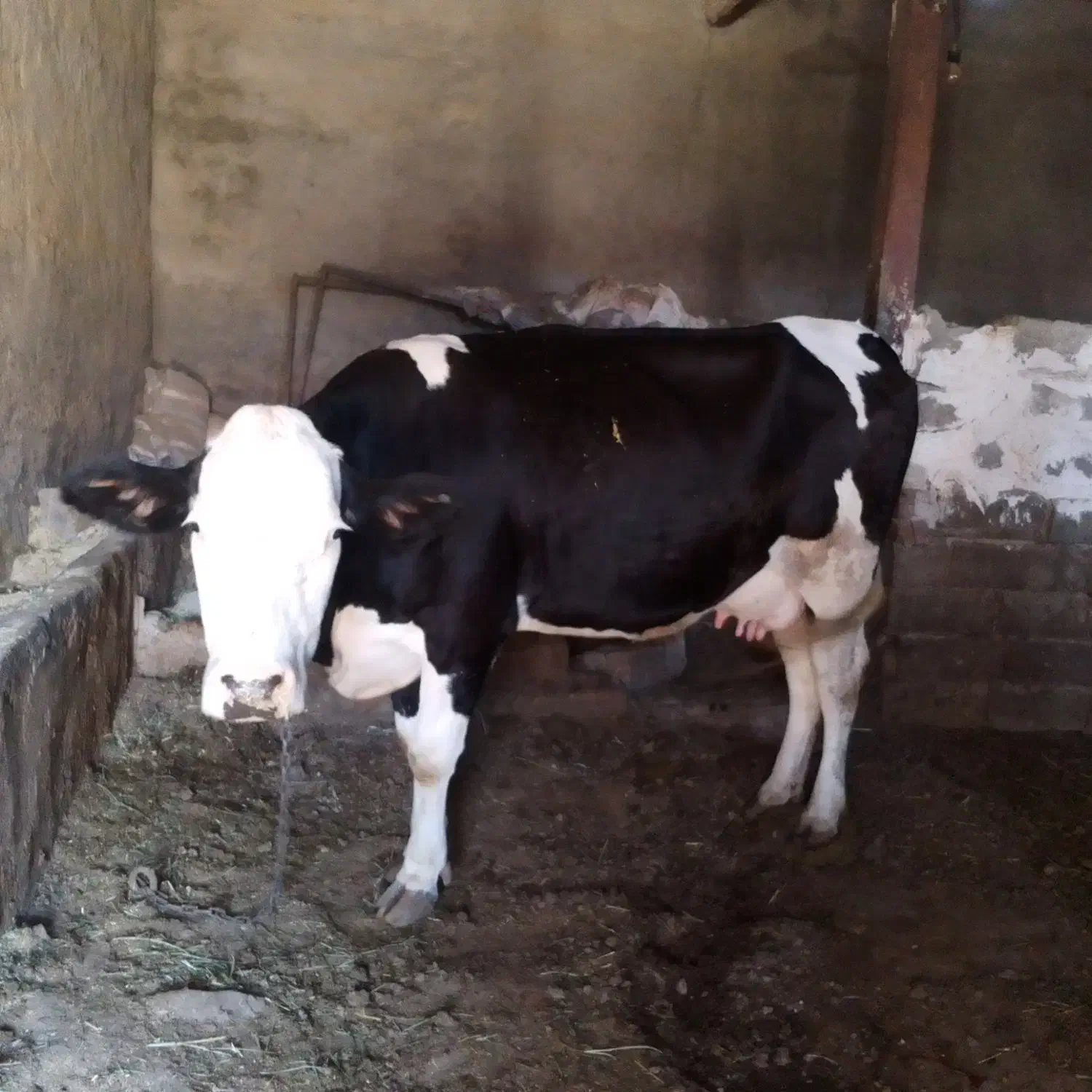 گاو سیمیتال|حیوانات مزرعه|کشاورز, |دیوار