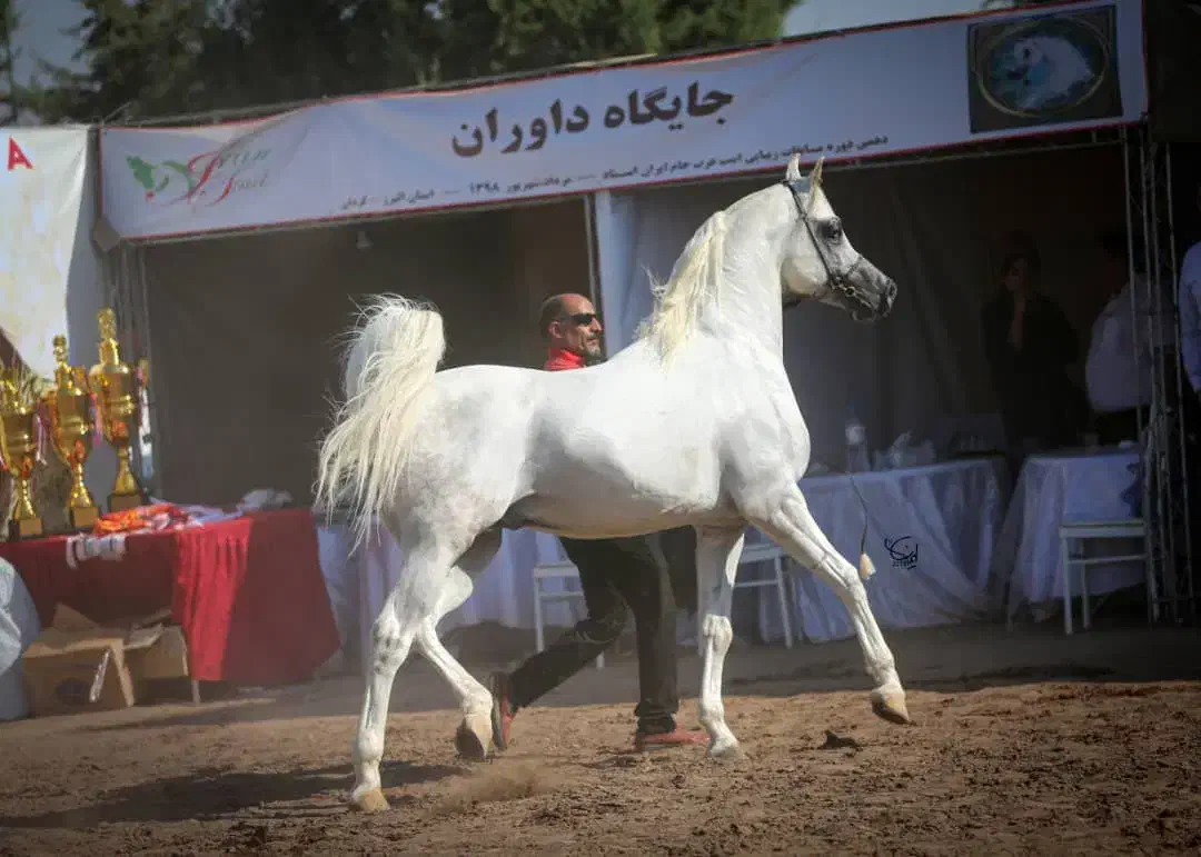 فروش اسب نریون عرب مدرکدار|اسب و تجهیزات اسبسواری|شهرکرد, |دیوار