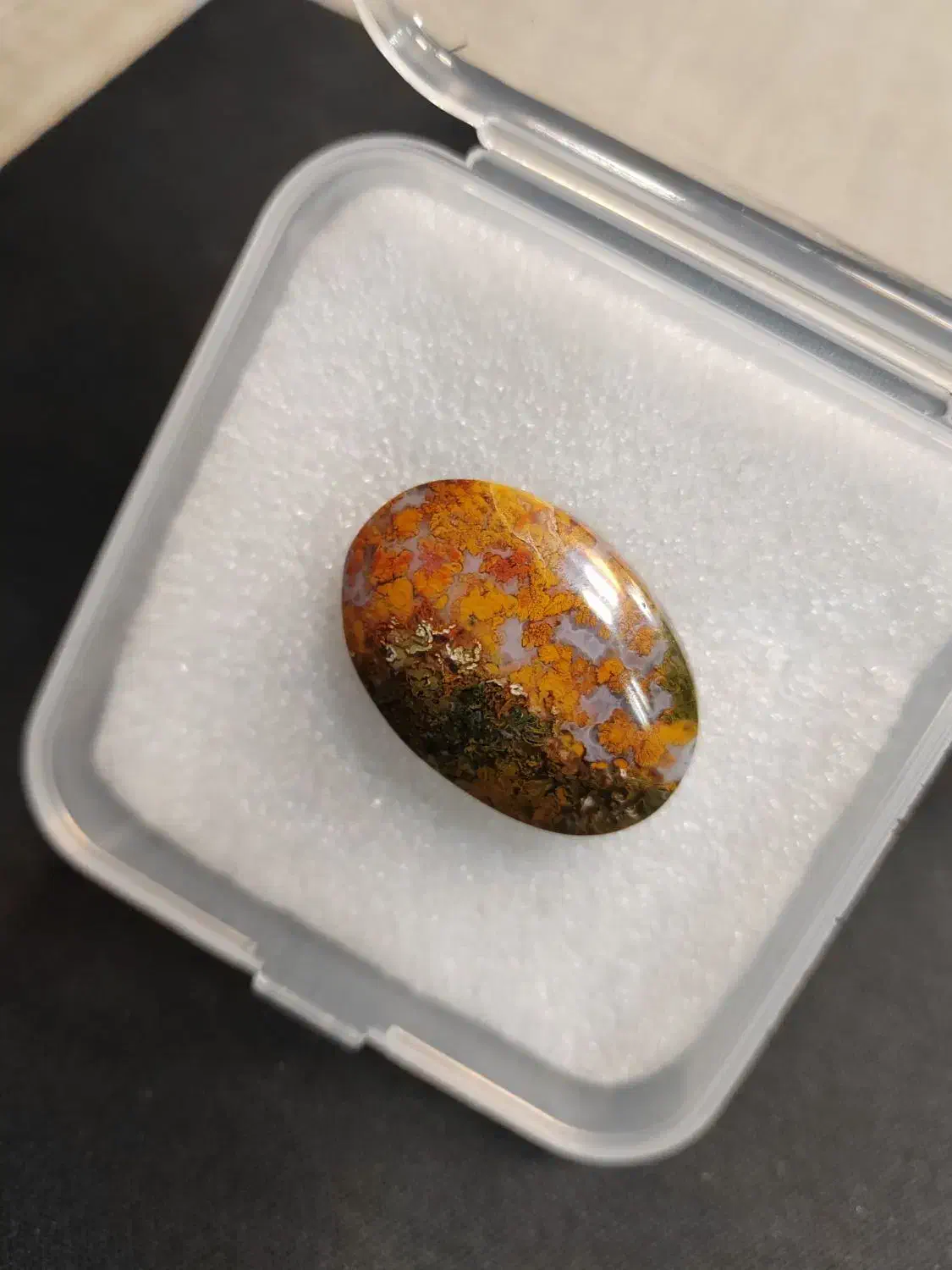 شجر بهاره|بدلیجات|بوشهر, |دیوار