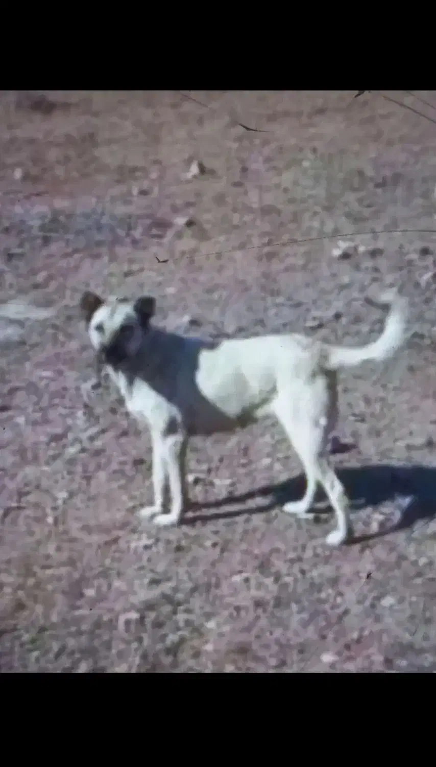 سگ نرافغان وماده سرابی|سگ|هیر, |دیوار