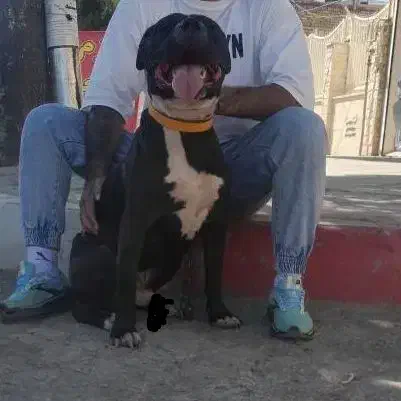 سگ پیتبول|سگ|ایلام, |دیوار