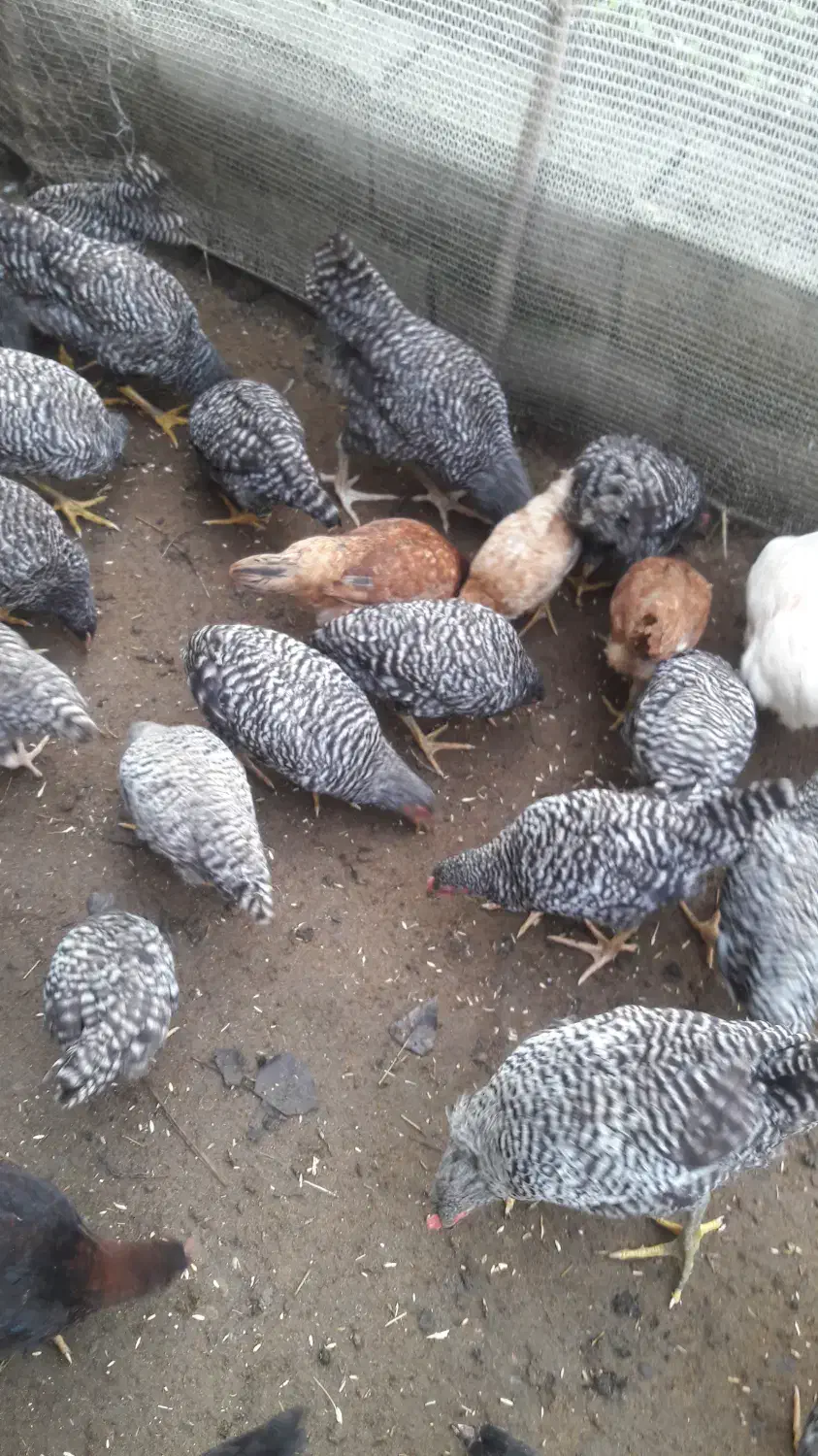 تخم‌مرغ|حیوانات مزرعه|رشت, حومه رشت|دیوار