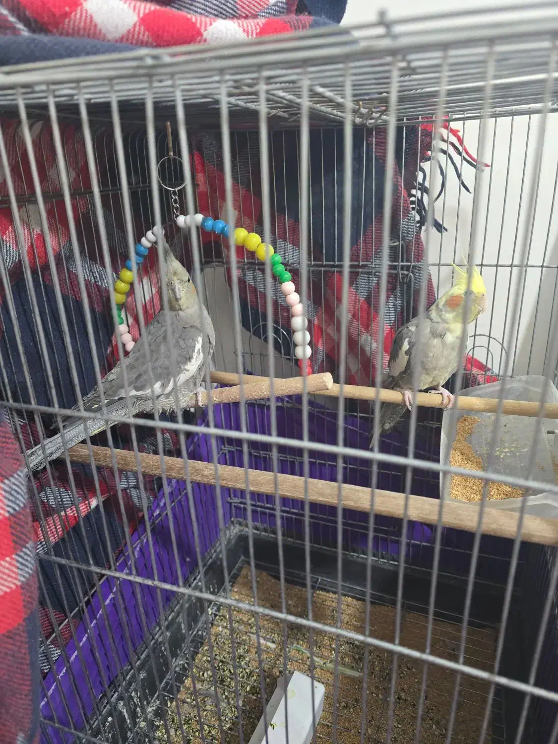 عروس هلندی|پرنده|اسلامشهر, مطهری|دیوار