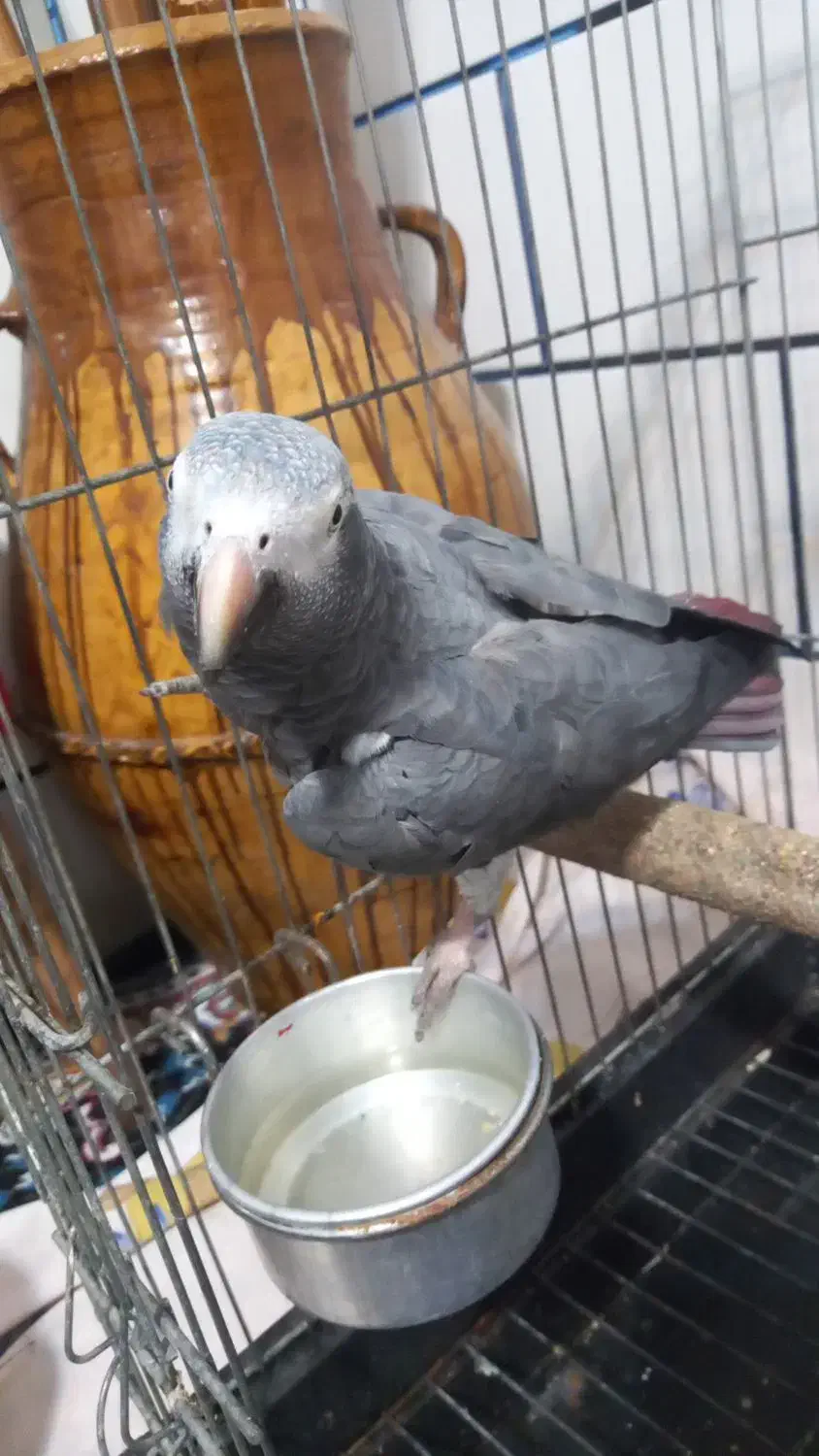 کاسکو ..اهلی|پرنده|رامشیر, |دیوار