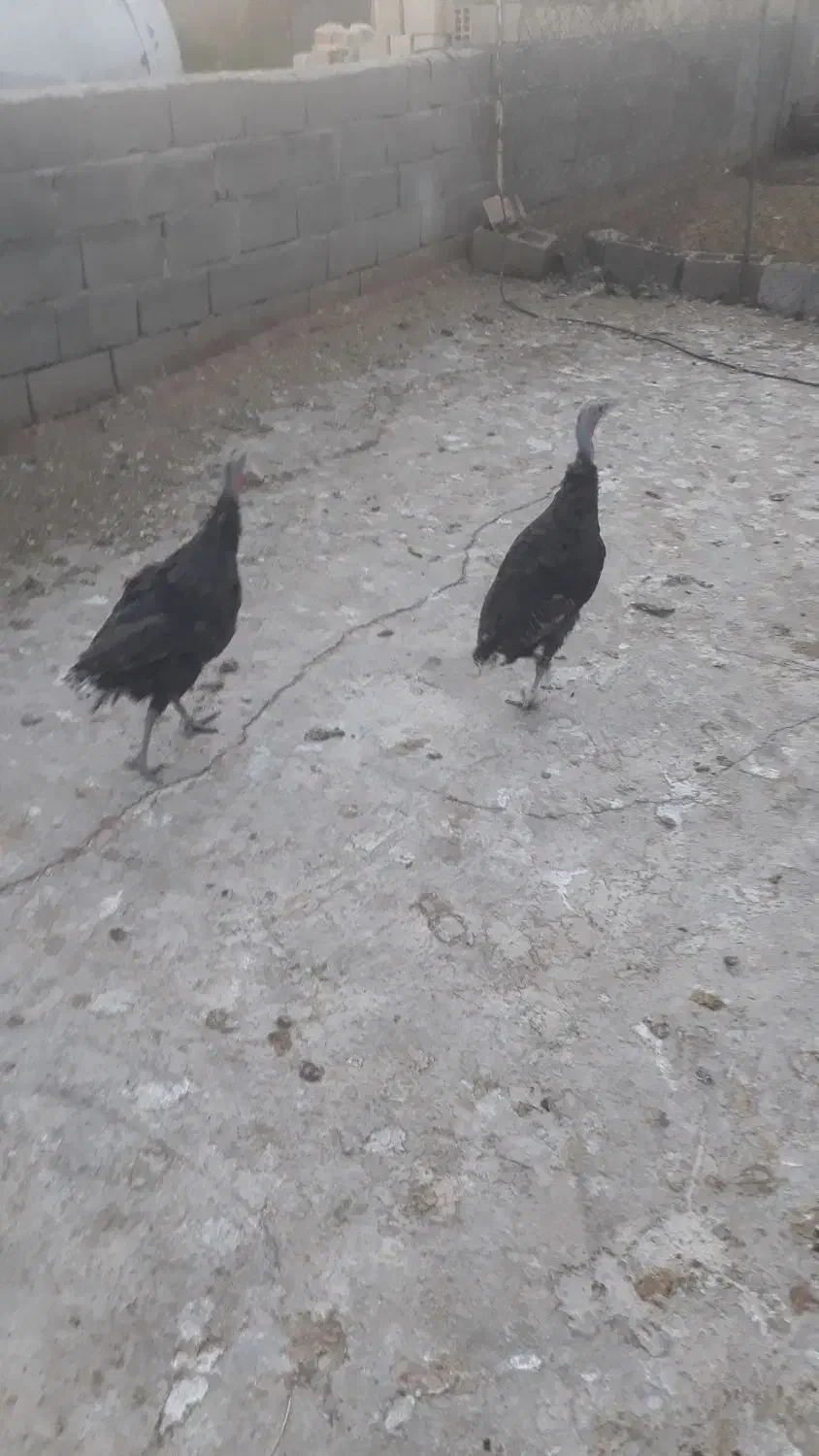 بوقلمون ماده برنز و بوربور|حیوانات مزرعه|کوهدشت, |دیوار