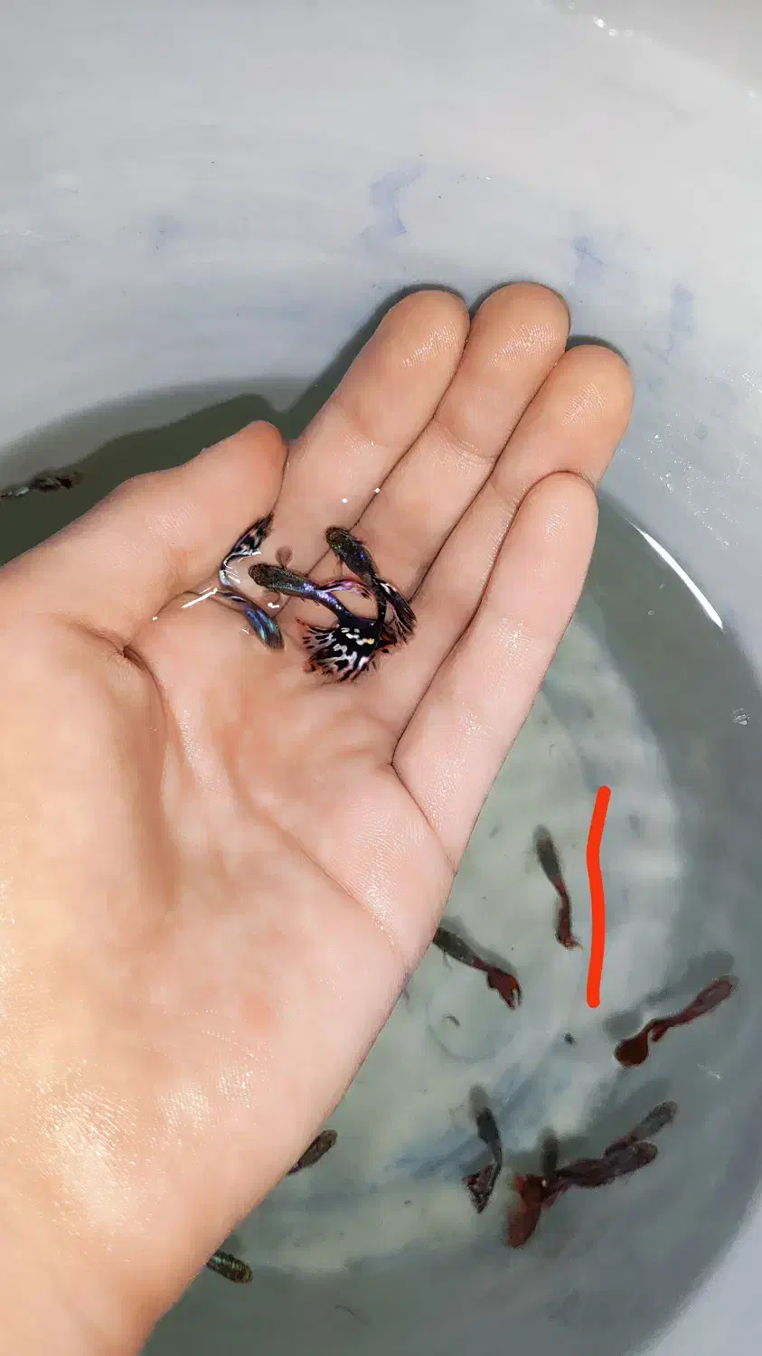 گوپی|ماهی|مشهد, صیاد شیرازی|دیوار