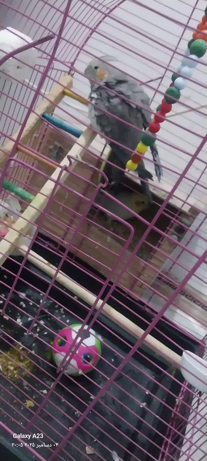 فروش دو عدد نر و ماده عروس پاریس با قفس و اتاق|پرنده|کارون, |دیوار