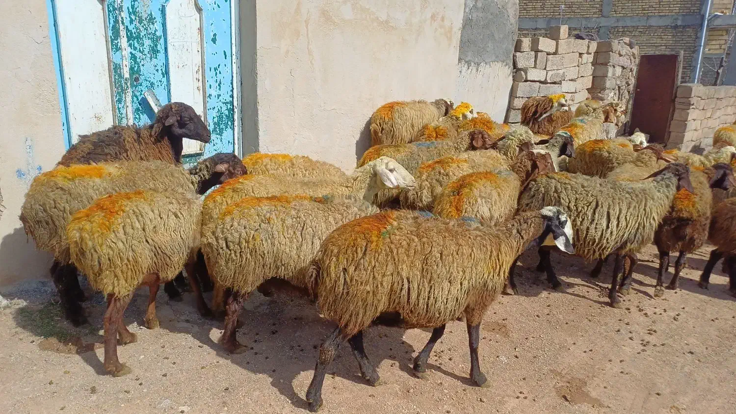 ۲۸ راس میش و گوسفند جوان با بره درشت پاییزه|حیوانات مزرعه|سنندج, |دیوار