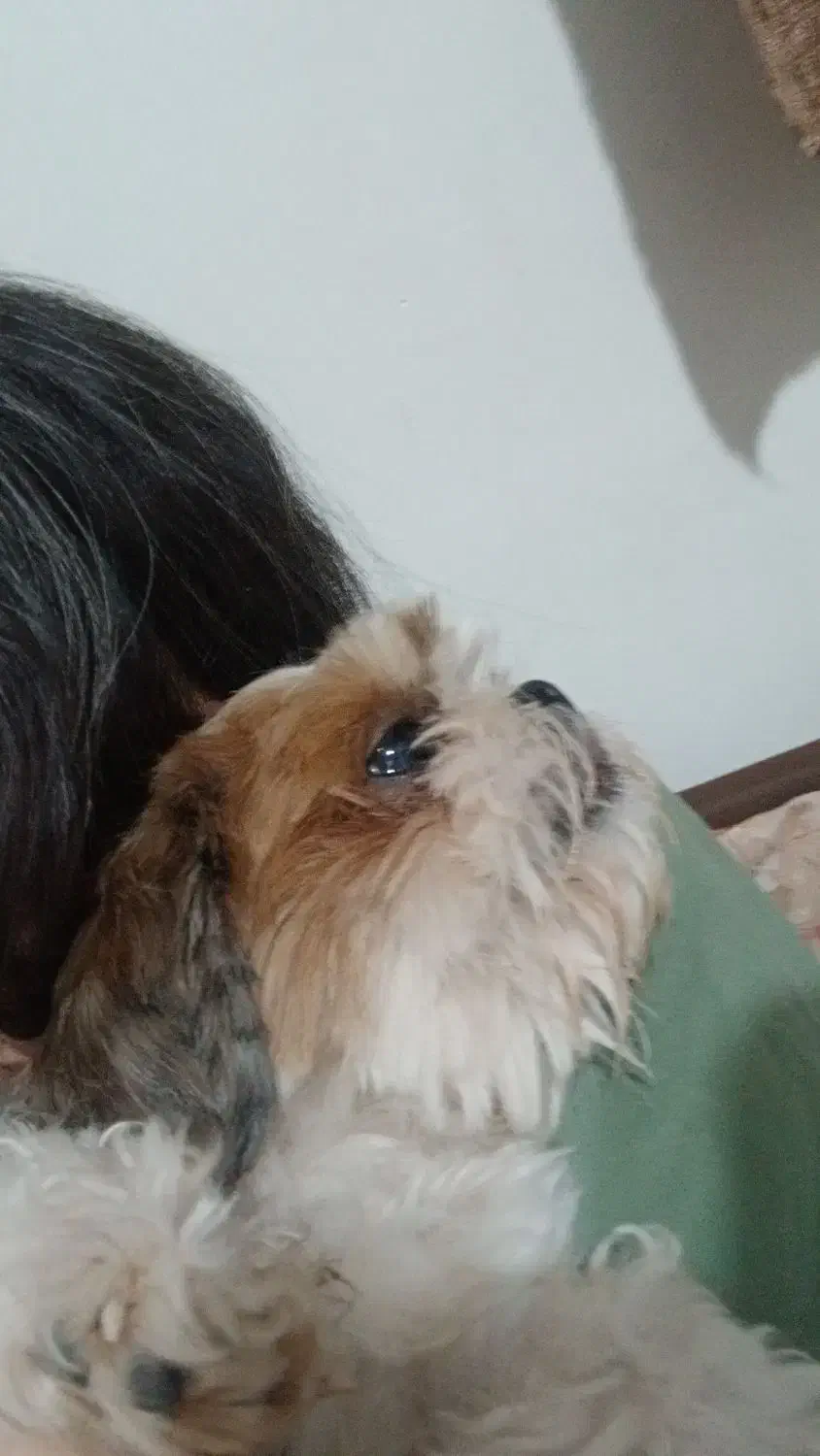 سگ گم شده|حیوانات|اصفهان, مارچین|دیوار