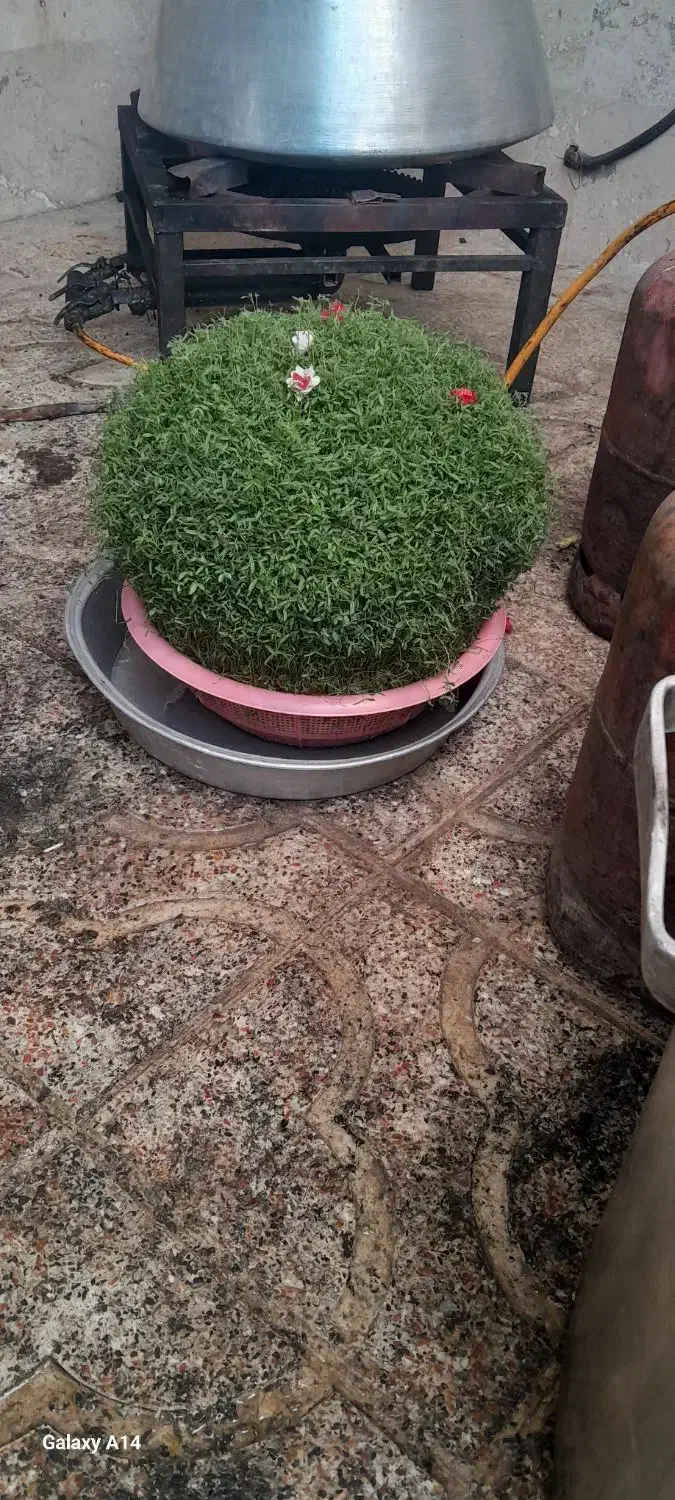 سبزه خوب و خوشگل|گل و گیاه طبیعی|نورآباد, |دیوار