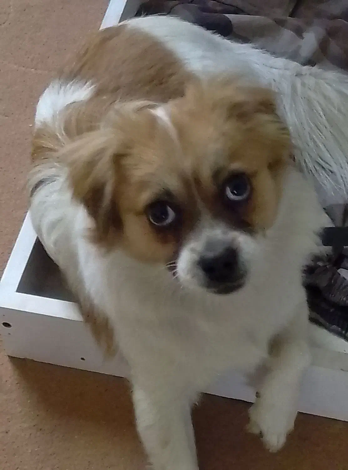 سگ بازیگوش خانگی|سگ|پرند, فاز ۵|دیوار