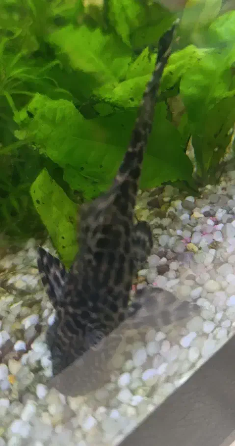 لجن خوار|ماهی|مراغه, |دیوار