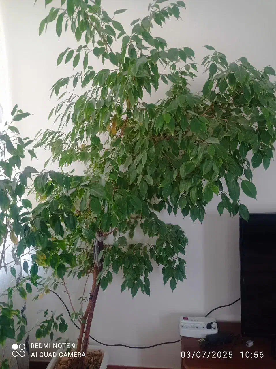 گل بنجامین کاملا سالم|گل و گیاه طبیعی|نقده, |دیوار