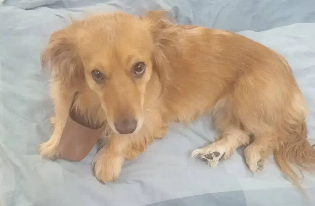 سگ داشتموند اشبیتس|سگ|تهران, شهرک بوعلی|دیوار