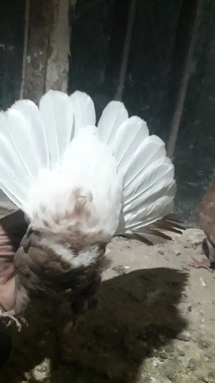 دم سفیدبدون رخ ۱۴ دم پاک|پرنده|چناران, |دیوار