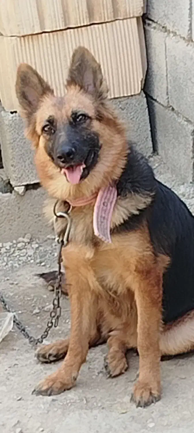 ماده سگ ژرمن|سگ|ارزوئیه, |دیوار