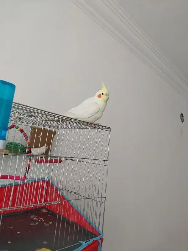 عروس هلندی سخنگو|پرنده|الیگودرز, |دیوار