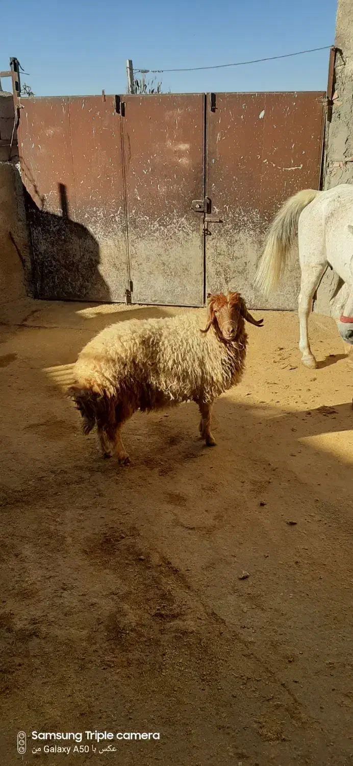 یه بره ماده فروشی درجه یک|حیوانات مزرعه|سیوان, |دیوار