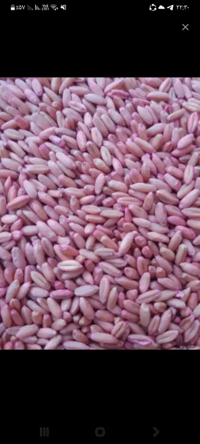 گندم بذری بوجاری|لوازم جانبی حیوانات|کرفتو, |دیوار