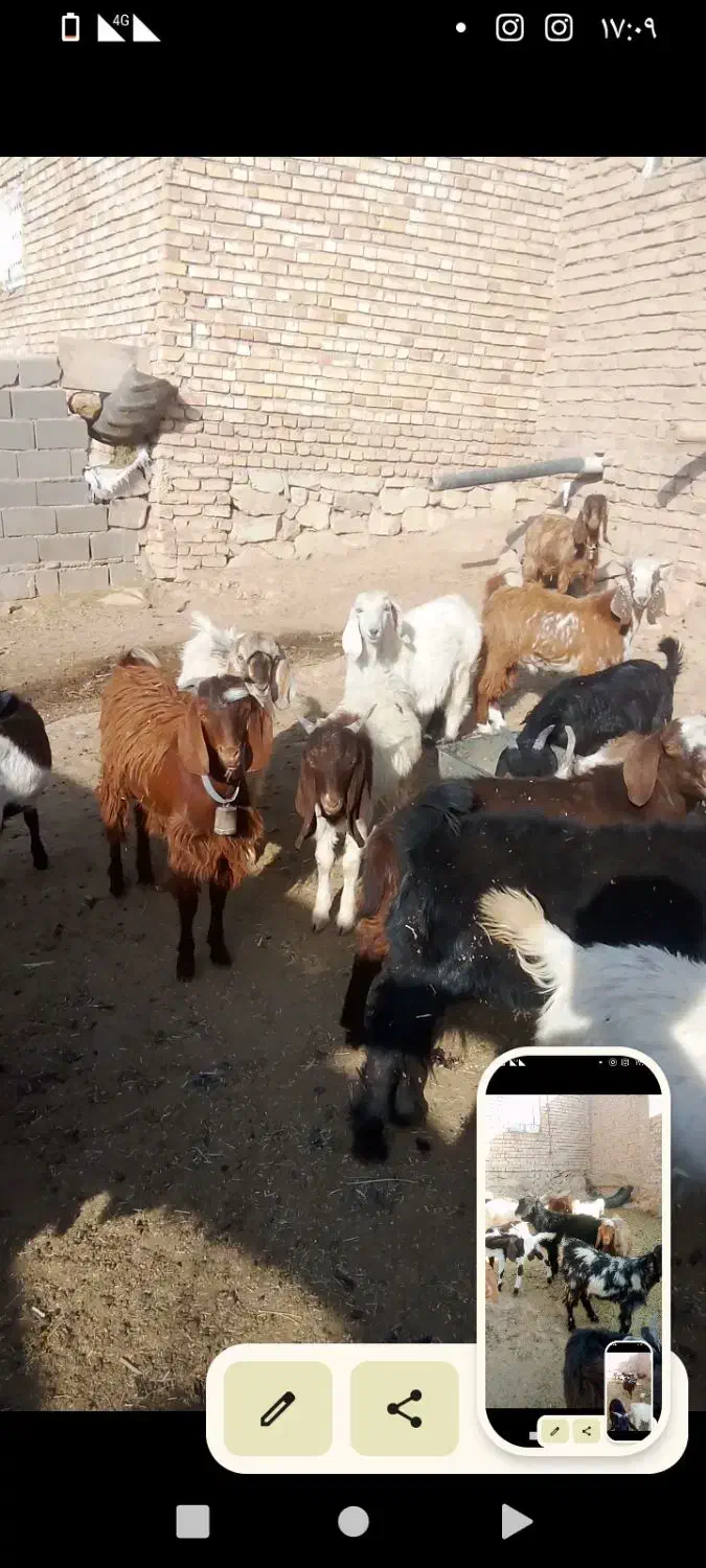 بزغاله نر|حیوانات مزرعه|فیروزه, |دیوار