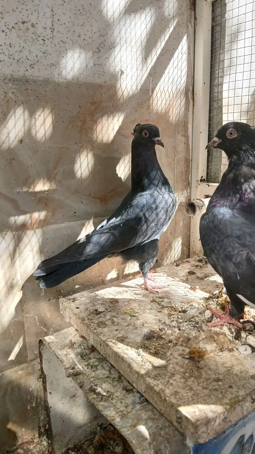 کبوتر بهبهانی|پرنده|استهبان, |دیوار