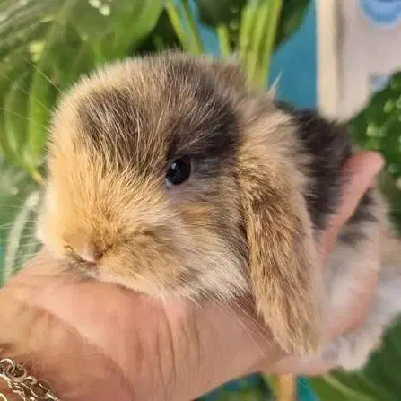 کلینیک تخصصی خرگوش مینی لوپ مینیاتوری اخذشناسنامه|موش و خرگوش|کرمان, |دیوار