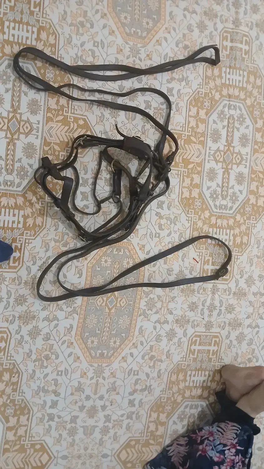 لوازم نگهداری اسب|اسب و تجهیزات اسبسواری|کندوان, |دیوار