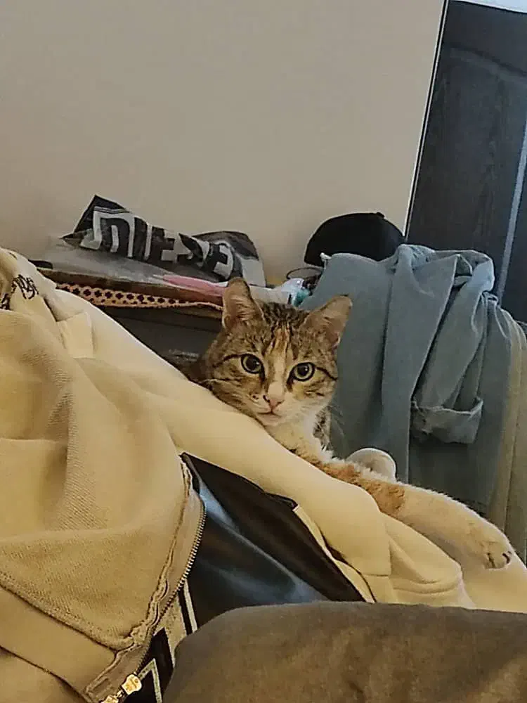 گربه دی اس اچ واگذاری|گربه|محمدشهر, شهرک پیام (مهرالبرز)|دیوار