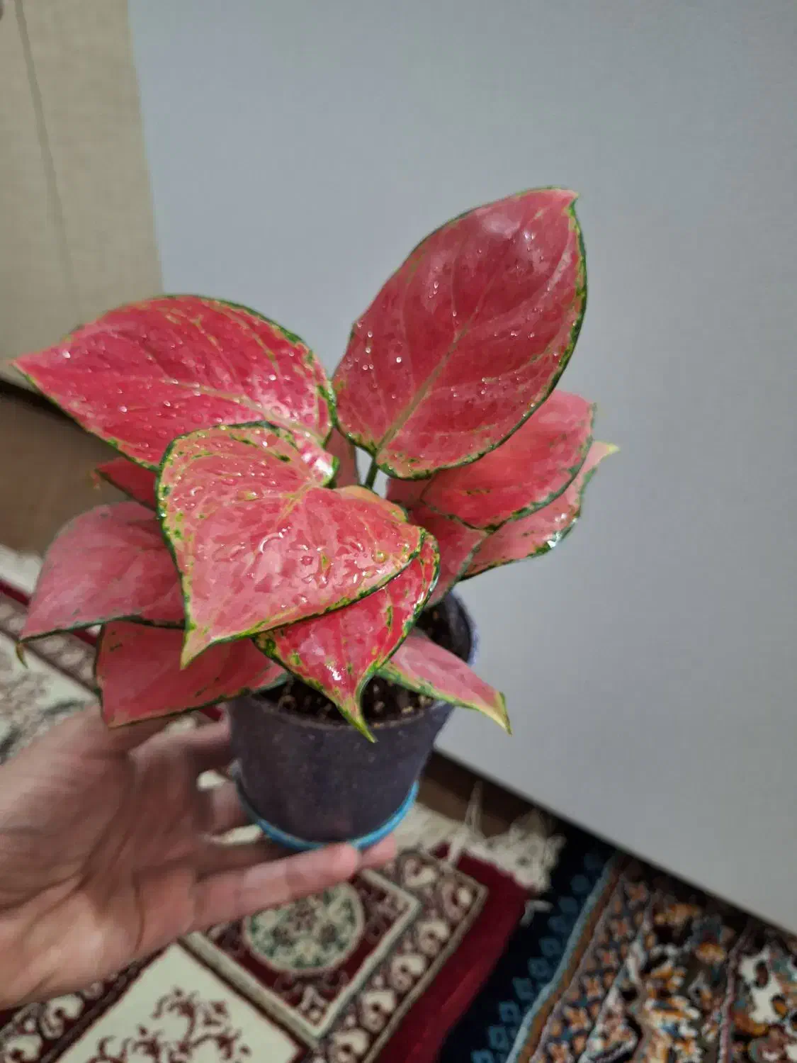 فیلودندرون قرمز|گل و گیاه طبیعی|شاهینشهر, حاجی آباد|دیوار