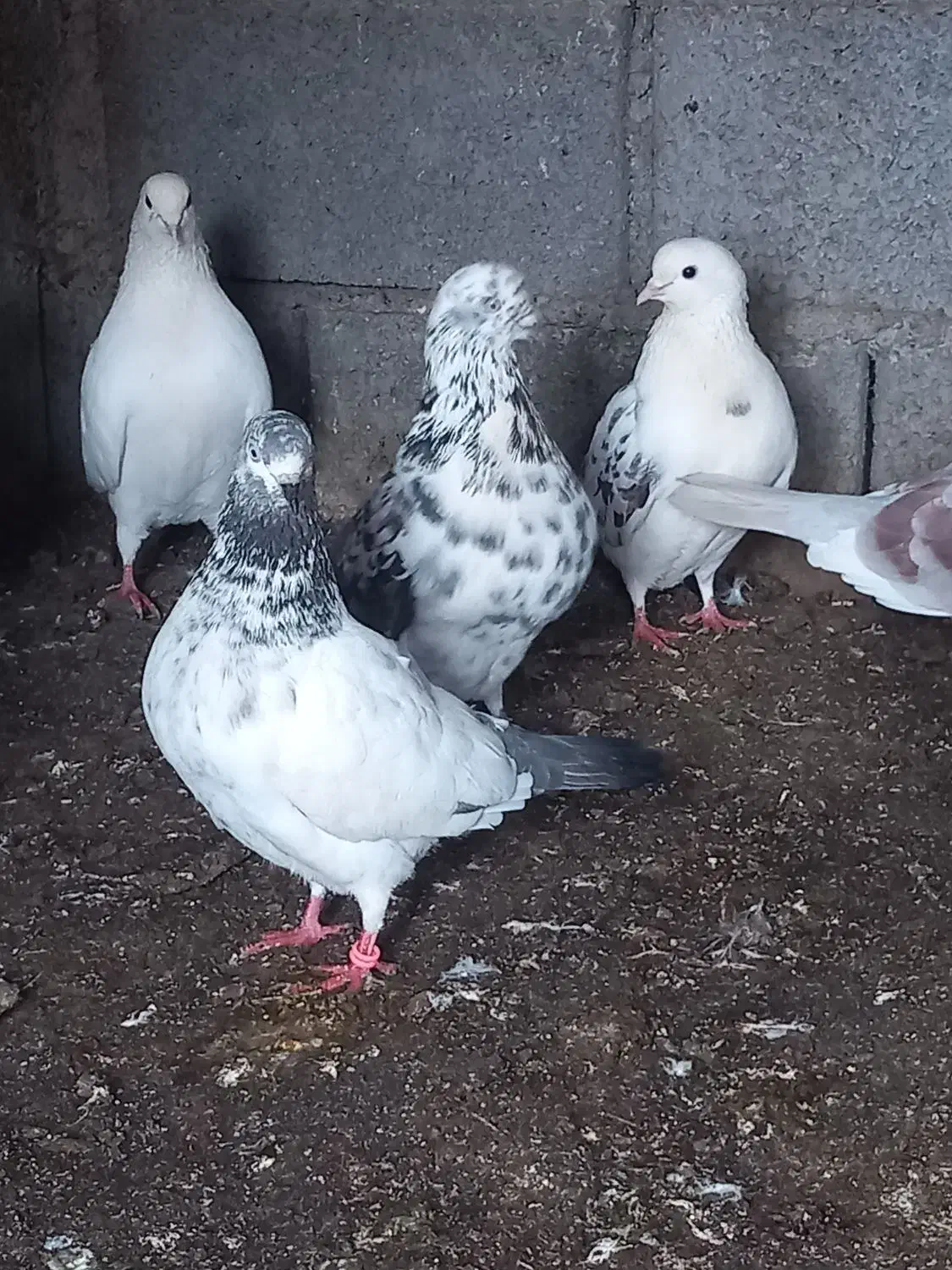 کبوتر|پرنده|رشت, آزادگان|دیوار