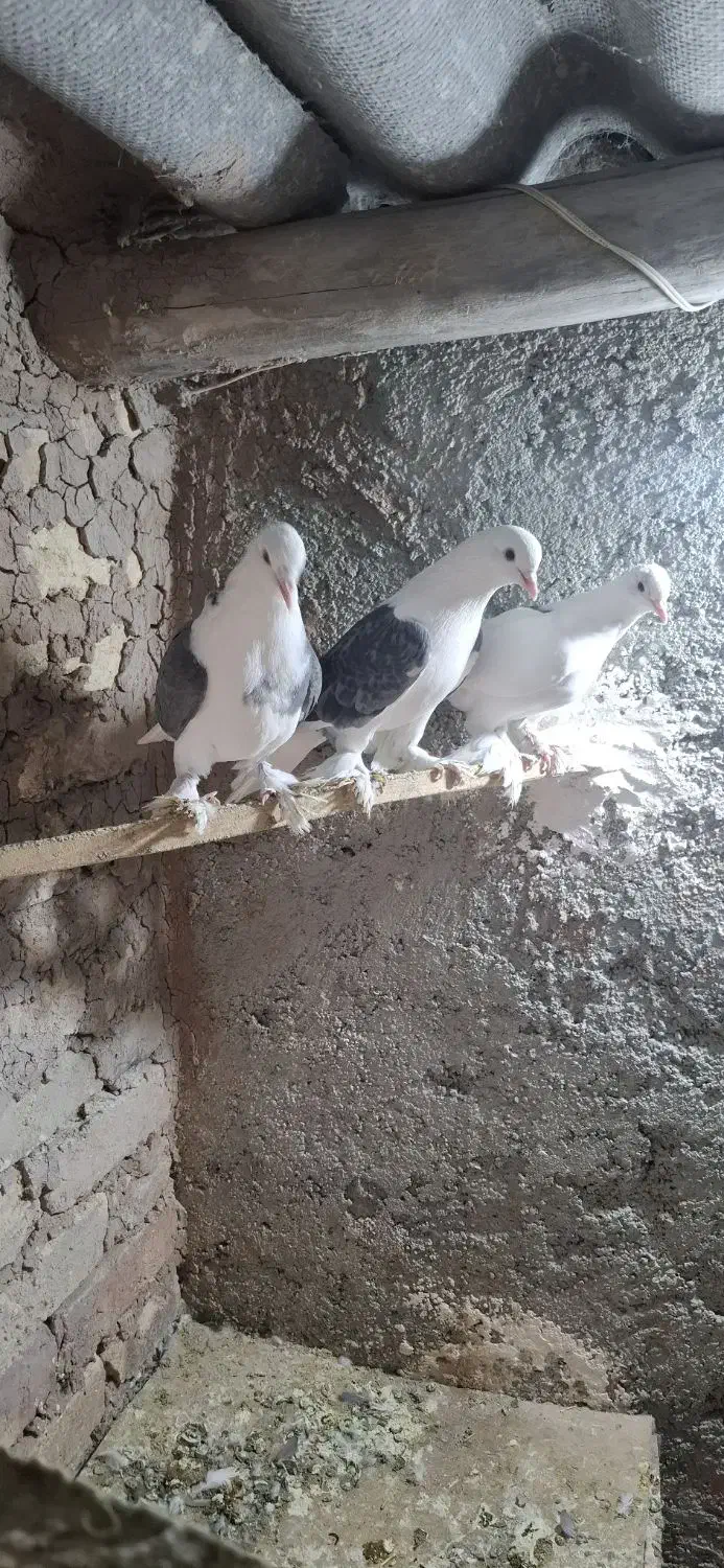 یاهو اصل|حیوانات|بهار, |دیوار