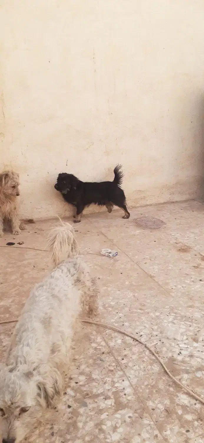 ۳ سگ پاپی خانگی|سگ|برخوار, |دیوار