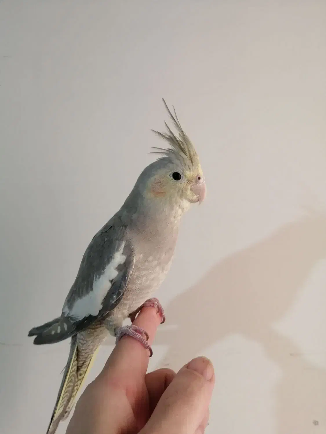 عروس هلندی رام و دستی 550|پرنده|ری, فیروزآبادی|دیوار