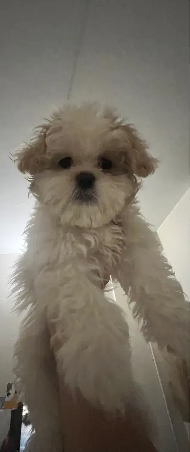 مالتیپو|سگ|تهران, فلسطین (میدان انقلاب)|دیوار