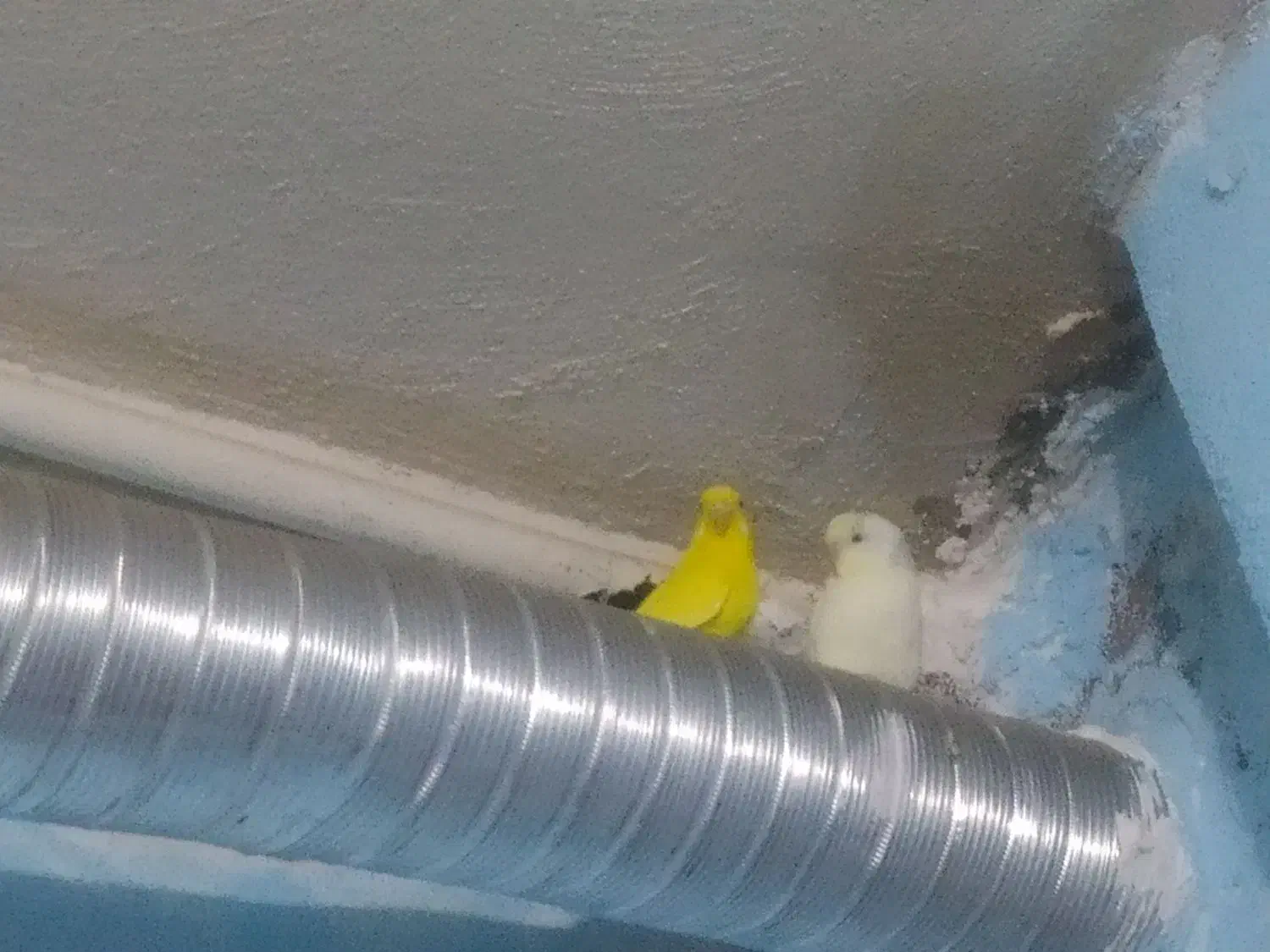 مرغ عشق|پرنده|بندر دیر, |دیوار