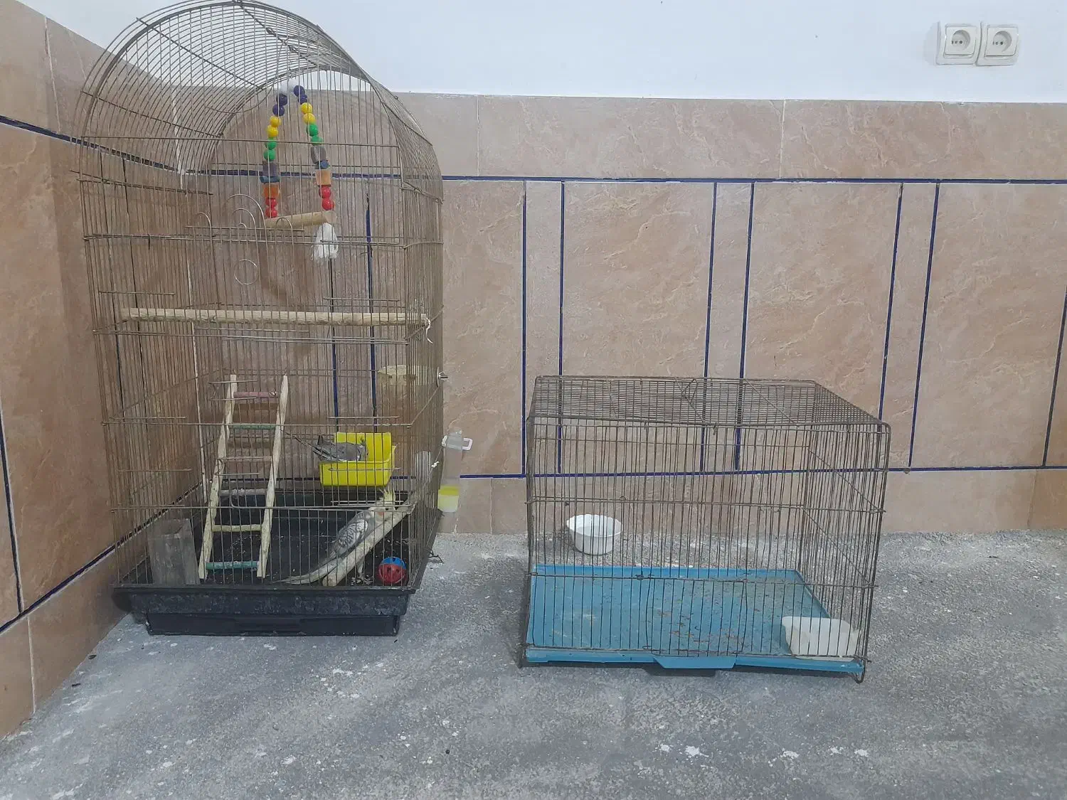 یه جفت عروس با قفس بزرگ|پرنده|دره شهر, |دیوار