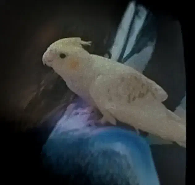 عروس هلندی گمشده|پرنده|گرمسار, |دیوار