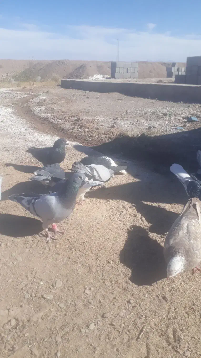 چندعددکبوترفروشی|پرنده|کورین, |دیوار