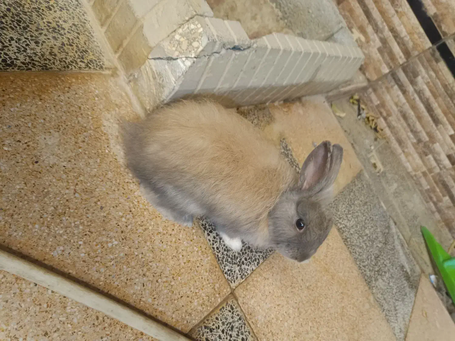 3 عدد خرگوش نر بالغ جوان|موش و خرگوش|قشم, |دیوار