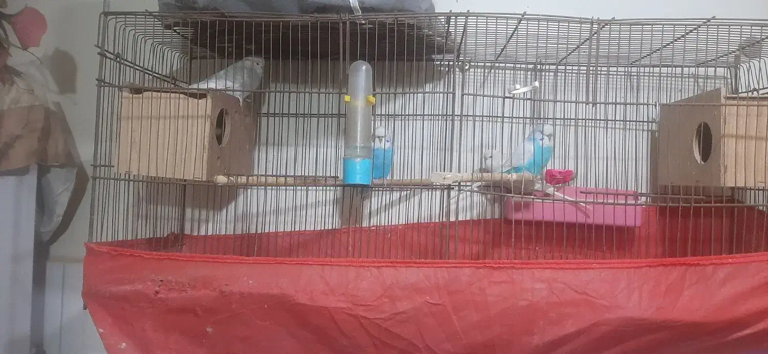 مرغ عشق انگلیسی|پرنده|اهواز, نادری|دیوار