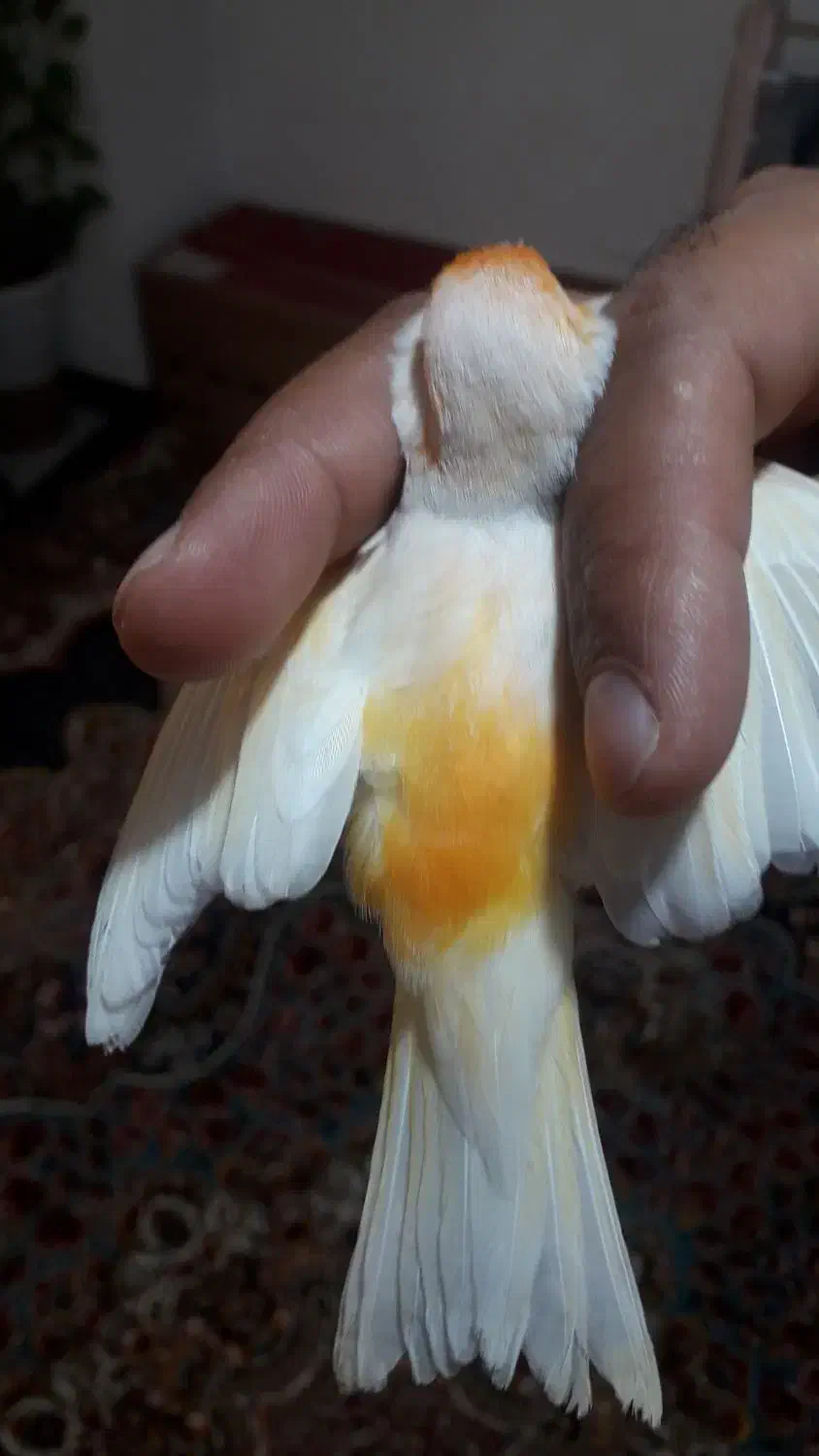 قناری موزایکی نر با قفس بزرگ ووسایل کامل|پرنده|فردیس, قریشی|دیوار