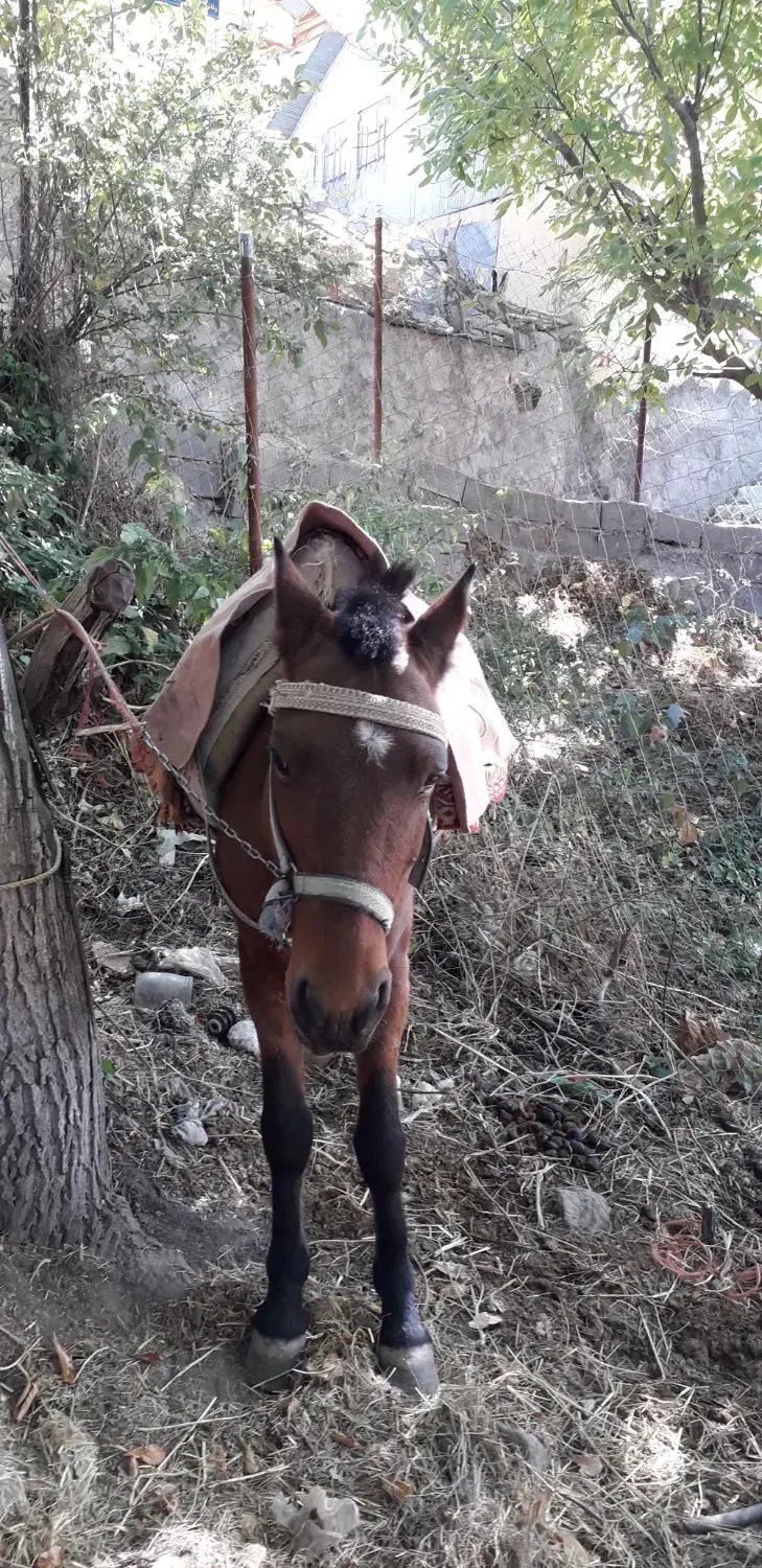 اسب نر در قزوین|اسب و تجهیزات اسب‌سواری|آبیک, |دیوار