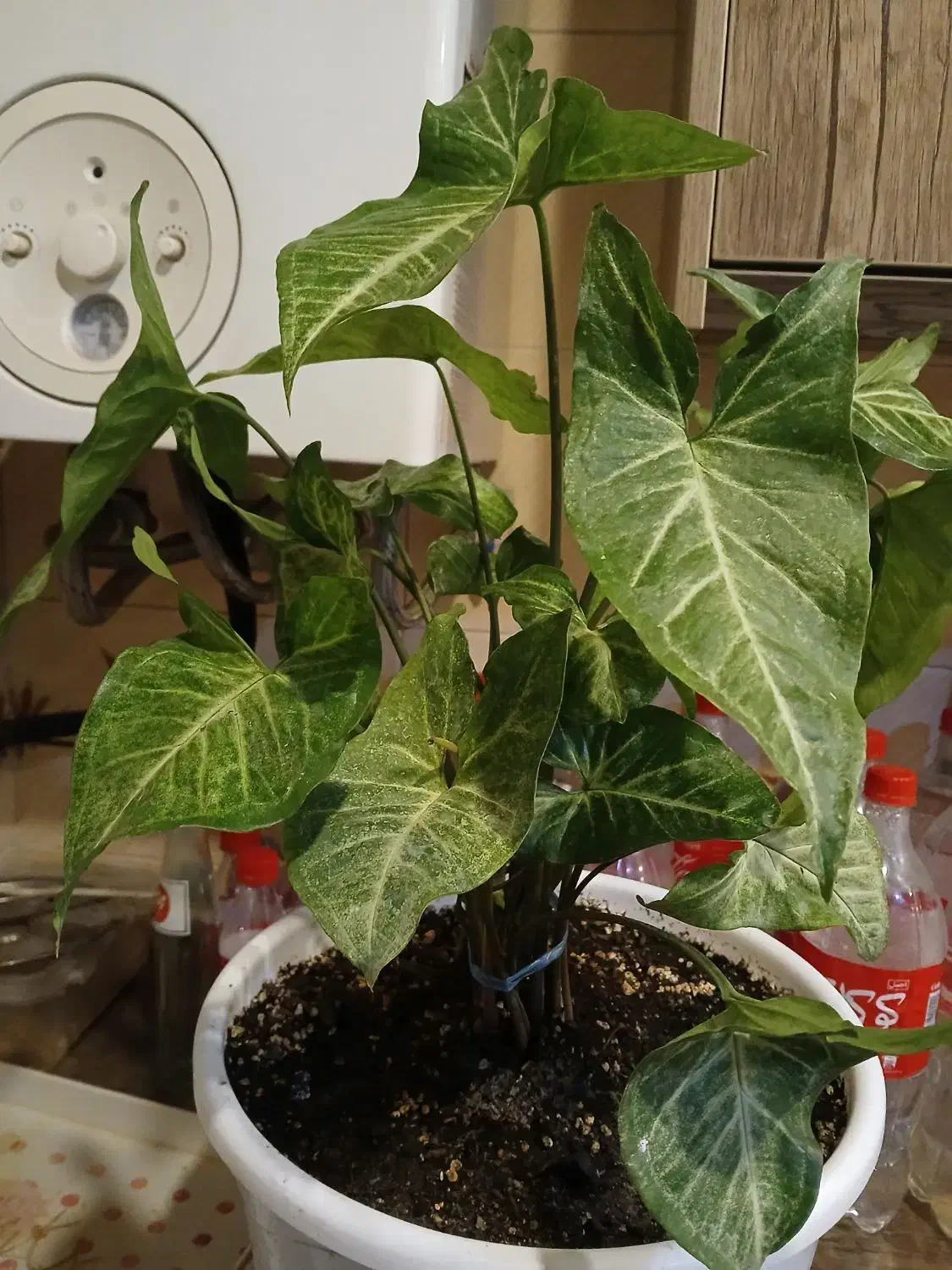 گلهای اپارتمانی سالم به قیمت|گل و گیاه طبیعی|تهران, دهقان|دیوار