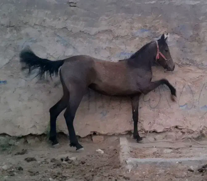 کره مادیان|اسب و تجهیزات اسبسواری|اقلید, |دیوار