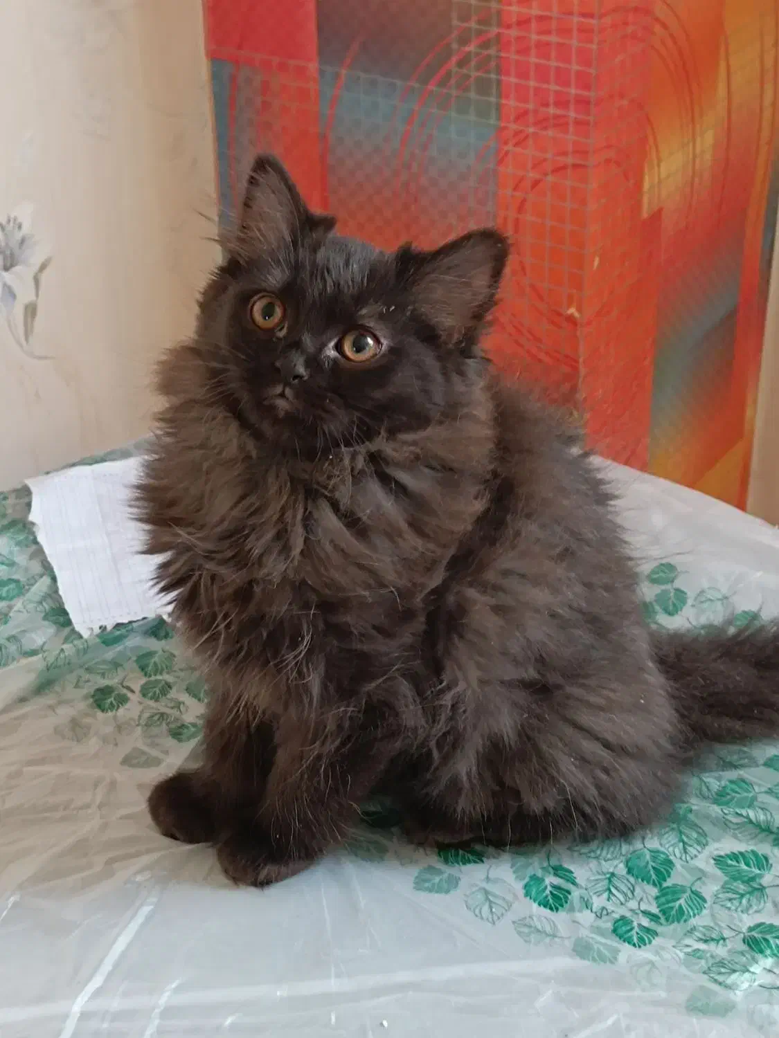 گربه پرشین|گربه|شیراز, درکی|دیوار