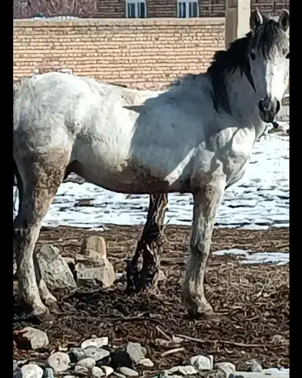 یخته باری سواری|اسب و تجهیزات اسب‌سواری|سیلوانه, |دیوار