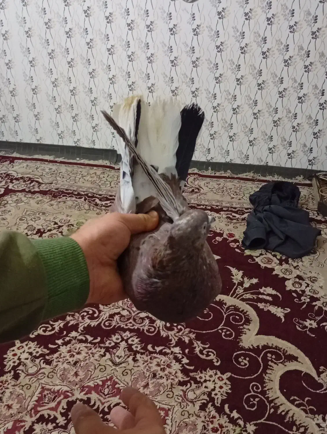 فوق زوردار|پرنده|کرمانشاه, |دیوار