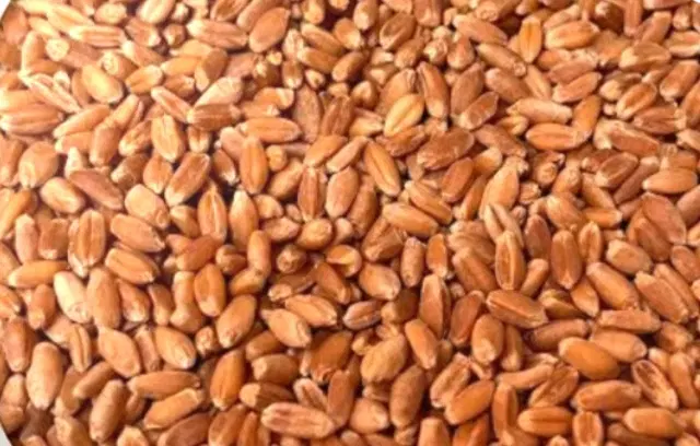 گندم|خوردنی و آشامیدنی|سرپل ذهاب, |دیوار